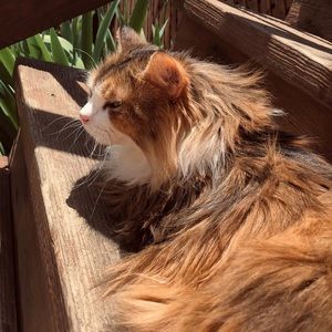 Meet your Posher, Morgan